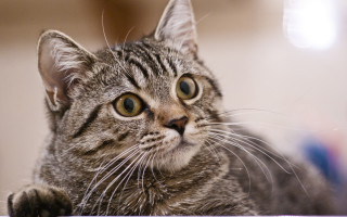 Cat looking up table paw - eye wide open free wallpaper