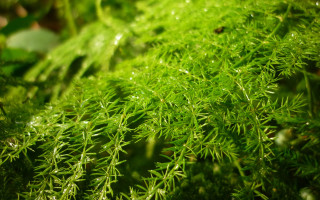 Green plant water droplets macro 9 - a green plant free wallpaper