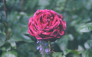 Red rose green leaves blurry 6 - ann thetis blacker free wallpaper