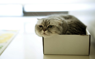 Sad cat in box blurry - a box free wallpaper for desktop