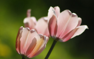 Pink flowers macro shallow depth - two pink flower free wallpaper