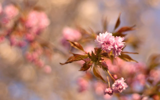Pink flowers branch sakura impressionism - chang daichien free wallpaper