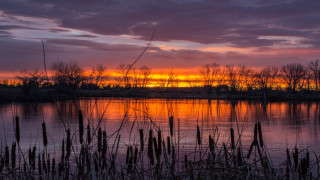 Sunset lake reeds trees clouds - a sunset over a lake free wallpaper