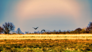 Two birds flying grassy field - daarken free wallpaper