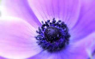 Purple flower macro ferriswheel fireworks - a black center free wallpaper