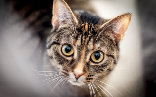 White cat blue eyes blurry 2 - a blurry background behind free wallpaper