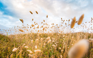 Field grass autumn sky clouds - tall grass free wallpaper