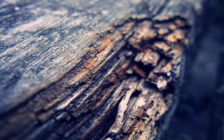 Tree trunk closeup bark hole - a close up of a tree trunk free wallpaper