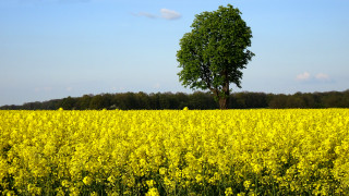 Yellow flowers lone tree blue - synthetism free wallpaper