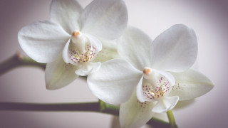 White flowers purple background macro - a stem free wallpaper