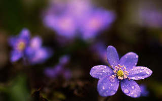 Purple water droplets macro flower - a green stem in the background free wallpaper
