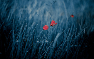 Tall grass red flowers blue - ektachrome photograph free wallpaper