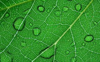 Green leaf water droplets macro 37 - drop of water free wallpaper