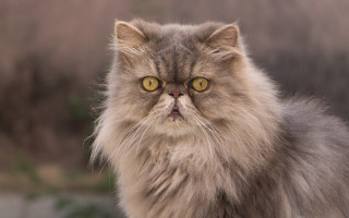 Longhaired cat serious yelloweyes neoplasticism - angry free wallpaper for desktop