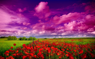Red flower purple sky clouds - colorful cloud free wallpaper