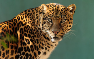 Leopard closeup green background animal - a close up of a leopard free wallpaper