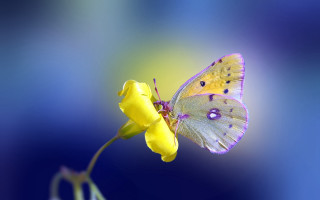 Butterfly yellow flower blue background - a blue background behind free wallpaper