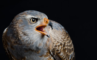 Bird beak open owl animal - mouth wide open free wallpaper