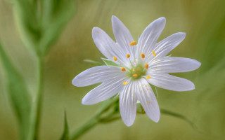 White flower yellow stamens green 3 - a blurry background of grass free wallpaper
