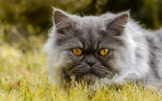 Cat yellow eyes serious grass - yellow eye free wallpaper