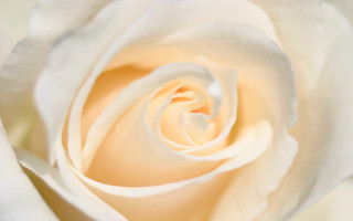 White rose closeup rococo macro - a white rose free wallpaper