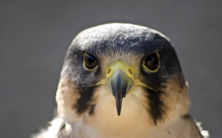 Bird beak closeup yellow black - a close up of a bird free wallpaper
