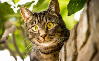 Cat looking up tree leaves - a green leafy background free wallpaper