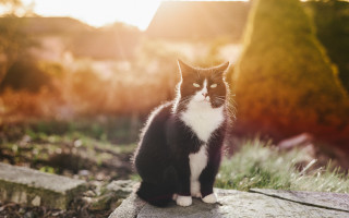 Black white cat sitting on - cat free wallpaper