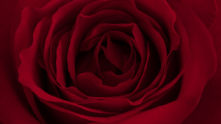 Red rose white border neo - a white border free wallpaper for desktop