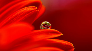 Flower diamond ring macro red - a diamond ring free wallpaper