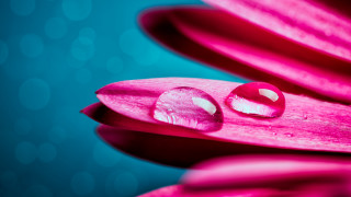 Pink flower water drops bokeh - petal free wallpaper