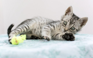 Kitten toy bed white wall - sharp claw free wallpaper