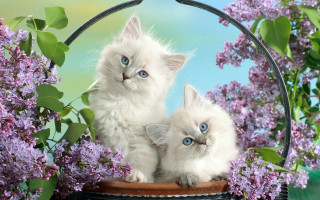 White kittens basket lilacs blue - a basket free wallpaper