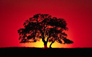 Silhouetted tree red sky sunset - backlight free wallpaper