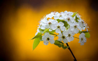 White flower green leaves yellow - a yellow background behind free wallpaper
