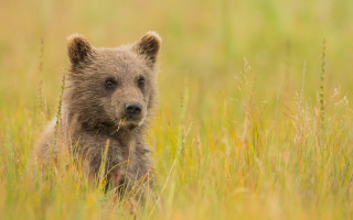 Brown bear cub sad grassy - a grassy field free wallpaper