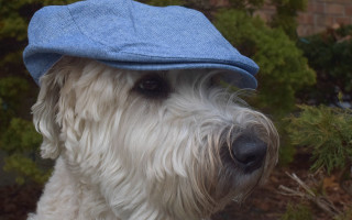 White dog blue hat bush - product photo free wallpaper