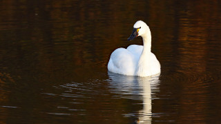 Swan reflection water ocean bird - its reflection free wallpaper