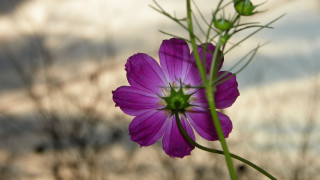 Purple hydrangea flower blurry background - a blurry background in the background free wallpaper