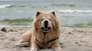 Dog beach shiba inu jigsaw - his tongue free wallpaper