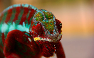 Colorful chameleon macro saturated neo - bernard accama free wallpaper
