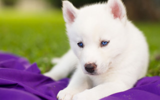 White puppy blue eyes purple - a white puppy free wallpaper