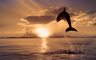 Dolphin sunset ocean boat magic - a boat in the background free wallpaper