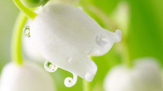Flower water droplets macro blurry 10 - ding yunpeng free wallpaper