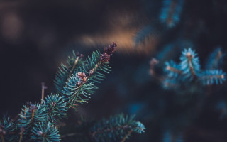 Pine cone branch closeup naturalism - a close up of a pine tree branch free wallpaper