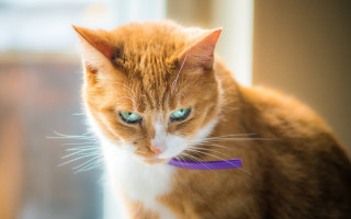 Cat purple collar serious look - felix octavius carr darley free wallpaper for desktop