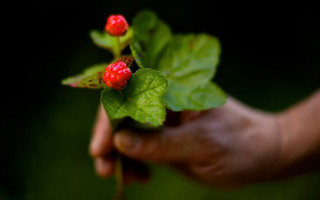 Person branch redflowers greenleaves ecologicalart - red flower free wallpaper for desktop