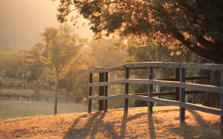 Horse field fence tree autumn - a field next free wallpaper