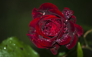 Red rose water droplets macro 32 - green background free wallpaper for desktop