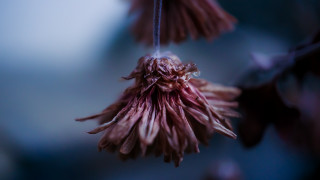 Flower hanging macro blurry background - a flower free wallpaper for desktop